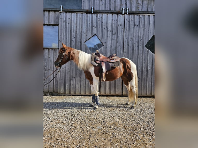 Paint Horse Merrie 3 Jaar 147 cm Tobiano-alle-kleuren in Steinen