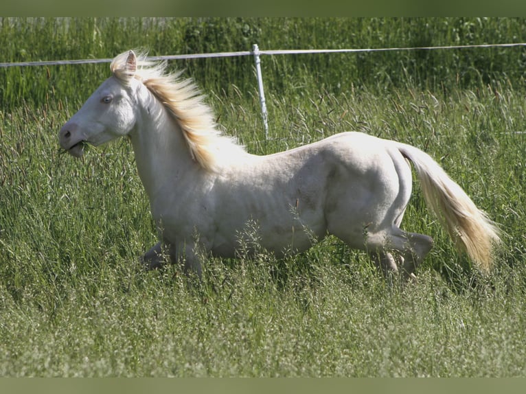 Paint Horse Merrie 3 Jaar 150 cm Perlino in Warburg