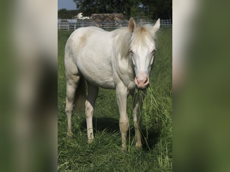 Paint Horse Merrie 3 Jaar 150 cm Perlino in Warburg