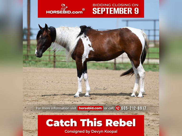 Paint Horse Merrie 3 Jaar 150 cm Tobiano-alle-kleuren in Canistota, SD