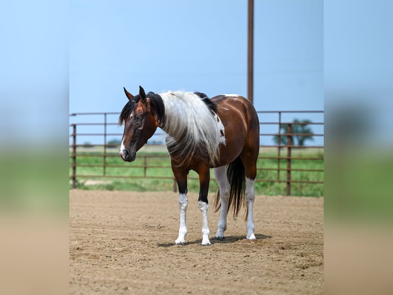 Paint Horse Merrie 3 Jaar 150 cm Tobiano-alle-kleuren in Canistota, SD