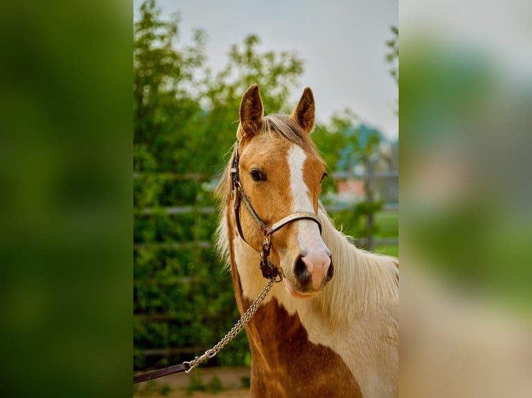 Paint Horse Merrie 3 Jaar 150 cm Tobiano-alle-kleuren in Eggenthal