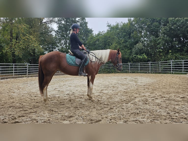 Paint Horse Mix Merrie 3 Jaar 153 cm Gevlekt-paard in Bad Camberg