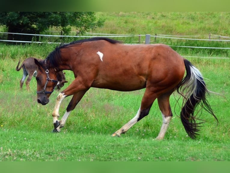 Paint Horse Merrie 3 Jaar 154 cm Tobiano-alle-kleuren in Buchbach