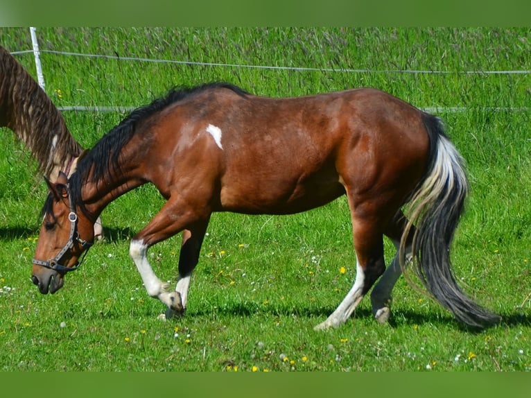 Paint Horse Merrie 3 Jaar 154 cm Tobiano-alle-kleuren in Buchbach