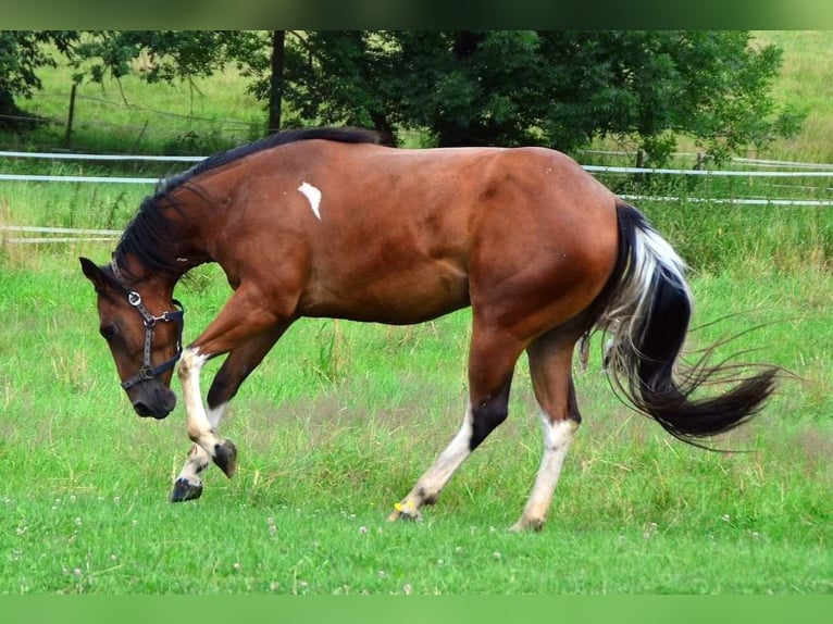 Paint Horse Merrie 3 Jaar 154 cm Tobiano-alle-kleuren in Buchbach