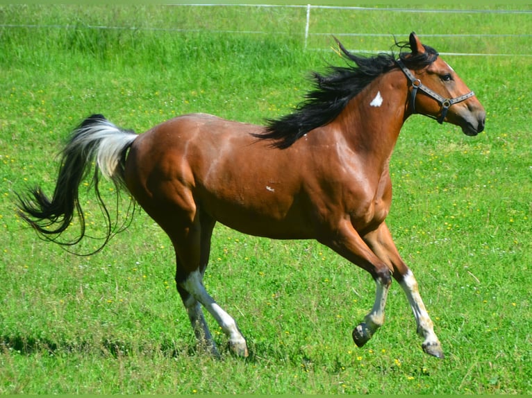 Paint Horse Merrie 3 Jaar 154 cm Tobiano-alle-kleuren in Buchbach