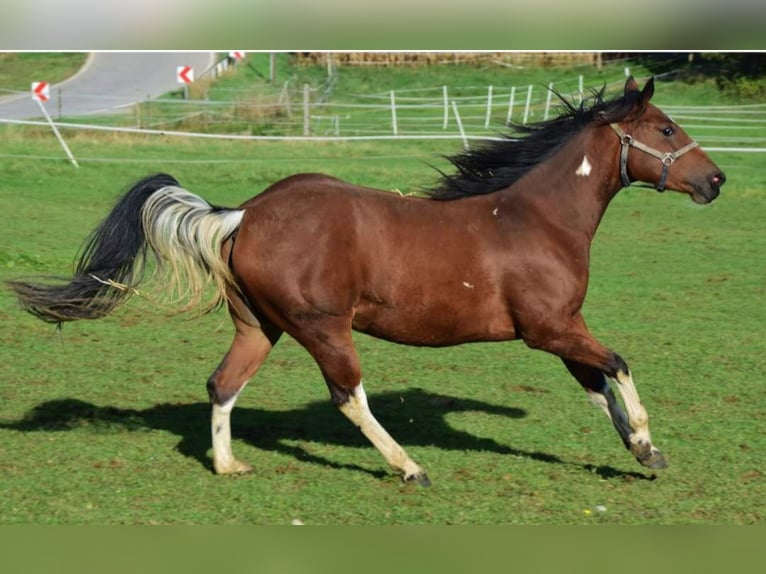 Paint Horse Merrie 3 Jaar 154 cm Tobiano-alle-kleuren in Buchbach