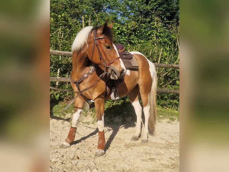 Paint Horse Merrie 3 Jaar 155 cm Tobiano-alle-kleuren in Mettmann Paint Horse Merrie 3 Jaar 155 cm Tobiano-alle-kleuren in Mettmann