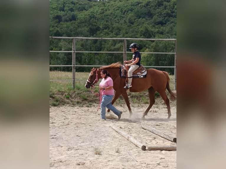 Paint Horse Merrie 3 Jaar 155 cm Vos in Thodure Paint Horse Merrie 3 Jaar 155 cm Vos in Thodure