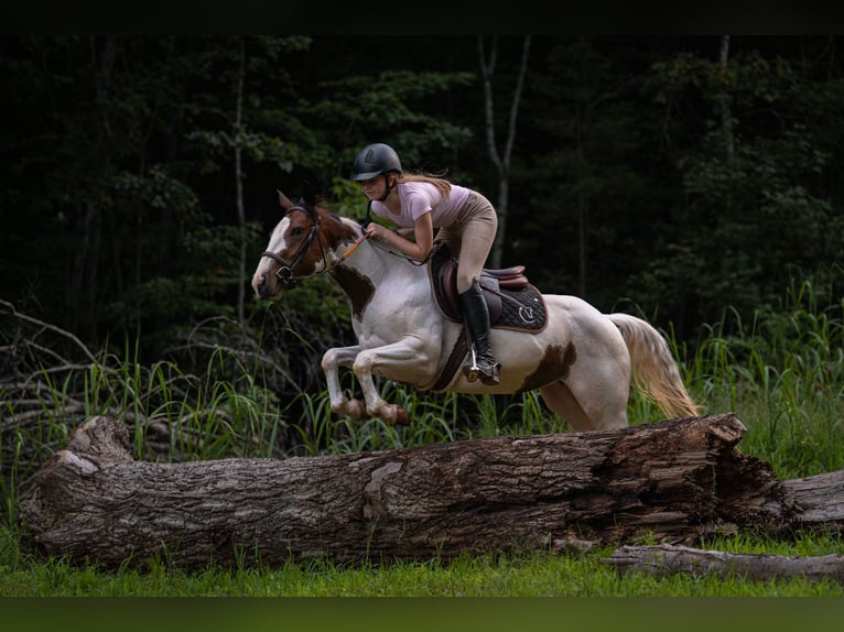 Paint Horse Merrie 4 Jaar 137 cm Gevlekt-paard in Clover