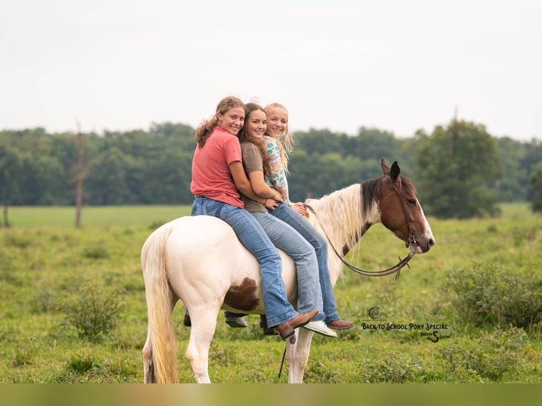 Paint Horse Merrie 4 Jaar 137 cm Gevlekt-paard in Clover