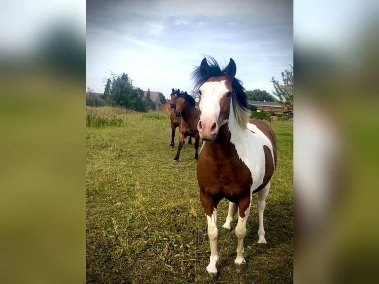 Paint Horse Mix Merrie 4 Jaar 142 cm Gevlekt-paard in Coswig