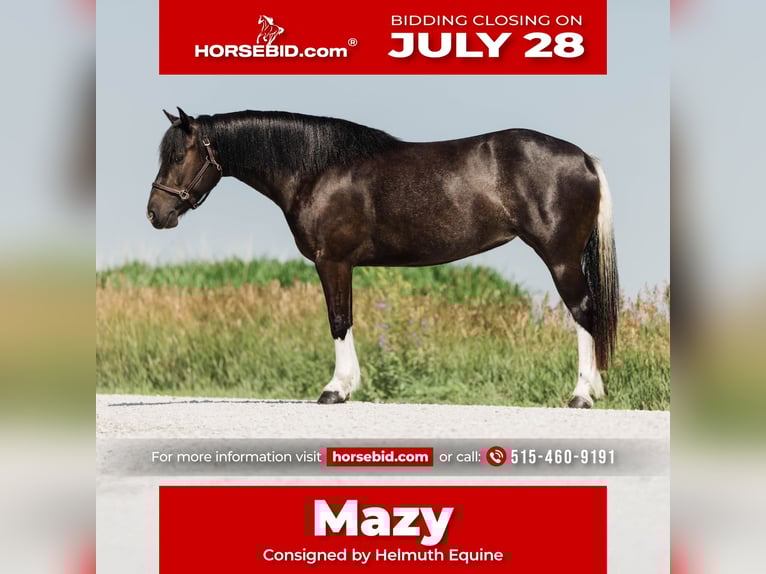 Paint Horse Mix Merrie 4 Jaar 145 cm Gevlekt-paard in Ames