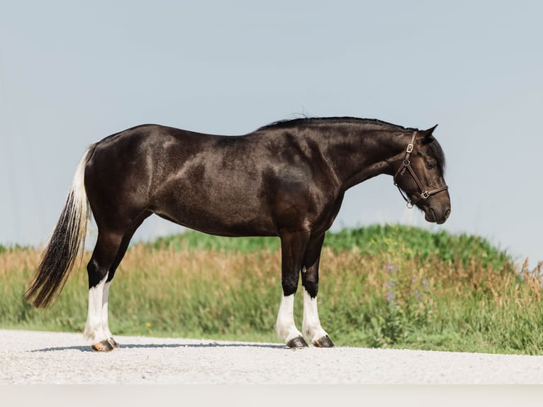 Paint Horse Mix Merrie 4 Jaar 145 cm Gevlekt-paard in Ames