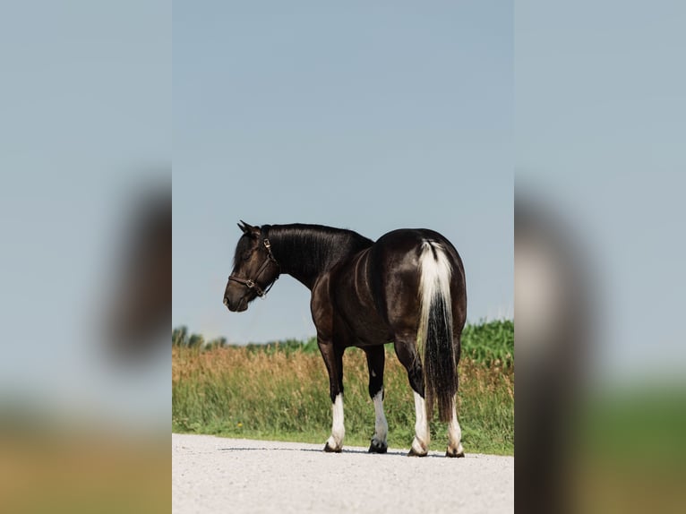Paint Horse Mix Merrie 4 Jaar 145 cm Gevlekt-paard in Ames