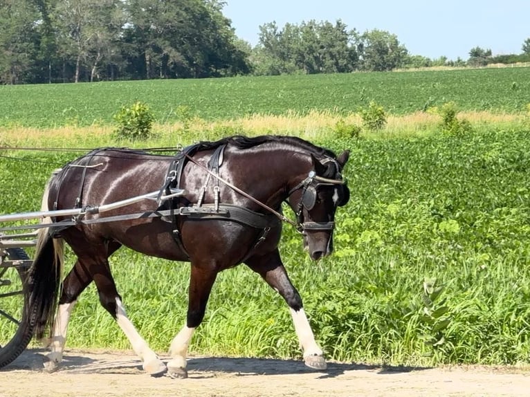 Paint Horse Mix Merrie 4 Jaar 145 cm Gevlekt-paard in Ames