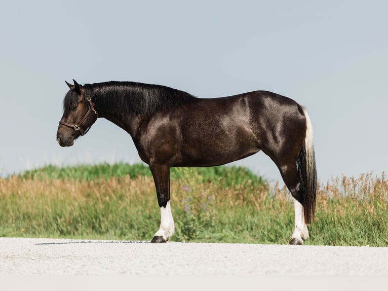 Paint Horse Mix Merrie 4 Jaar 145 cm Gevlekt-paard in Ames