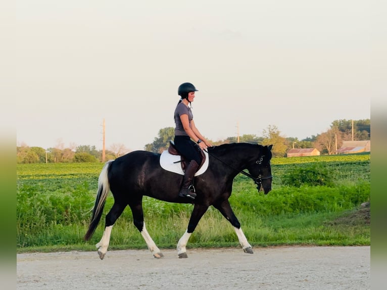 Paint Horse Mix Merrie 4 Jaar 145 cm Gevlekt-paard in Ames