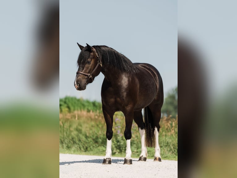 Paint Horse Mix Merrie 4 Jaar 145 cm Gevlekt-paard in Ames