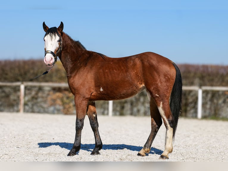 Paint Horse Mix Merrie 4 Jaar 145 cm Gevlekt-paard in Neustadt (Wied)