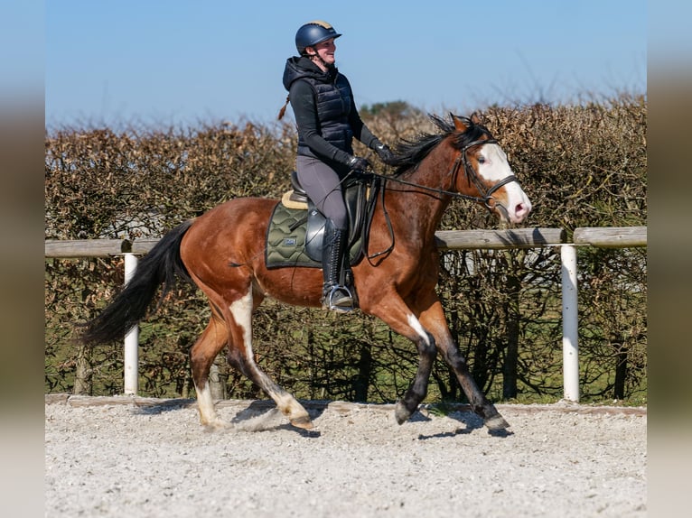 Paint Horse Mix Merrie 4 Jaar 145 cm Gevlekt-paard in Neustadt (Wied)