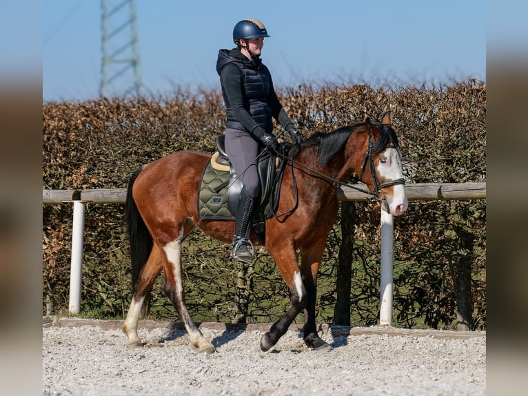 Paint Horse Mix Merrie 4 Jaar 145 cm Gevlekt-paard in Neustadt (Wied)