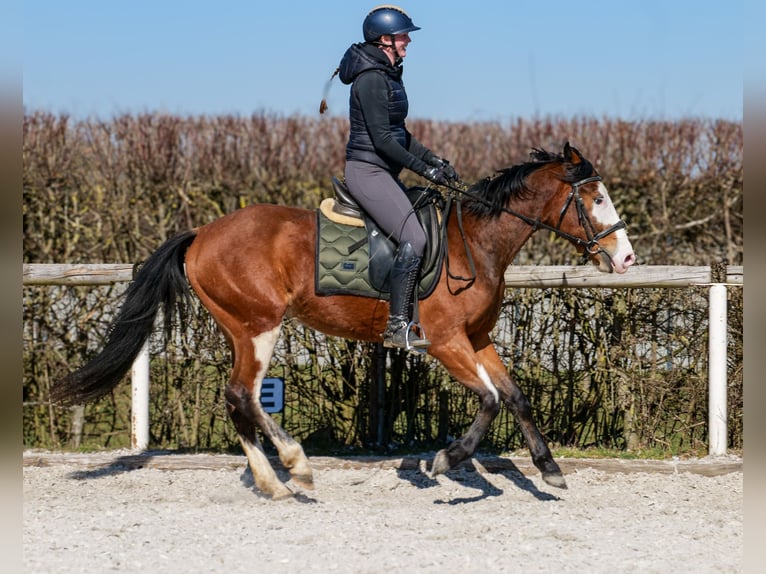 Paint Horse Mix Merrie 4 Jaar 145 cm Gevlekt-paard in Neustadt (Wied)