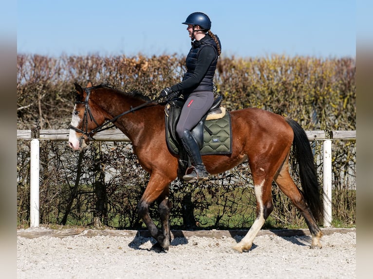 Paint Horse Mix Merrie 4 Jaar 145 cm Gevlekt-paard in Neustadt (Wied)