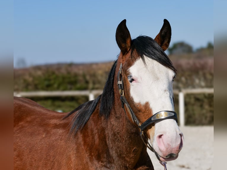 Paint Horse Mix Merrie 4 Jaar 145 cm Gevlekt-paard in Neustadt (Wied)