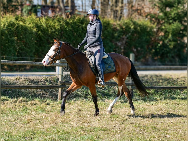 Paint Horse Mix Merrie 4 Jaar 145 cm Gevlekt-paard in Neustadt (Wied)