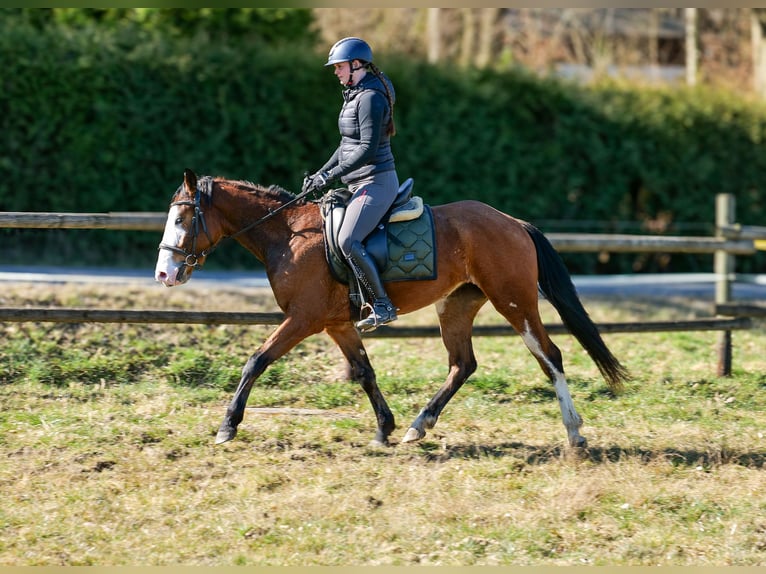 Paint Horse Mix Merrie 4 Jaar 145 cm Gevlekt-paard in Neustadt (Wied)