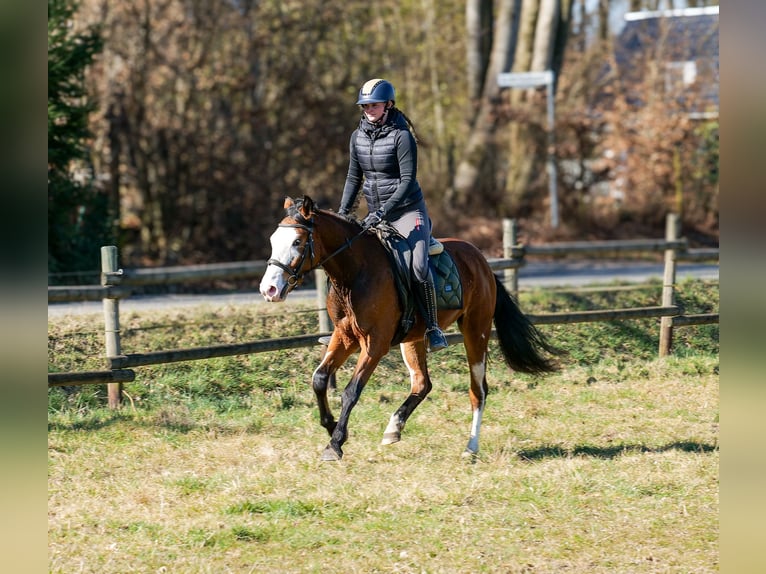 Paint Horse Mix Merrie 4 Jaar 145 cm Gevlekt-paard in Neustadt (Wied)