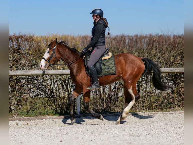 Paint Horse Mix Merrie 4 Jaar 145 cm Gevlekt-paard in Neustadt (Wied)