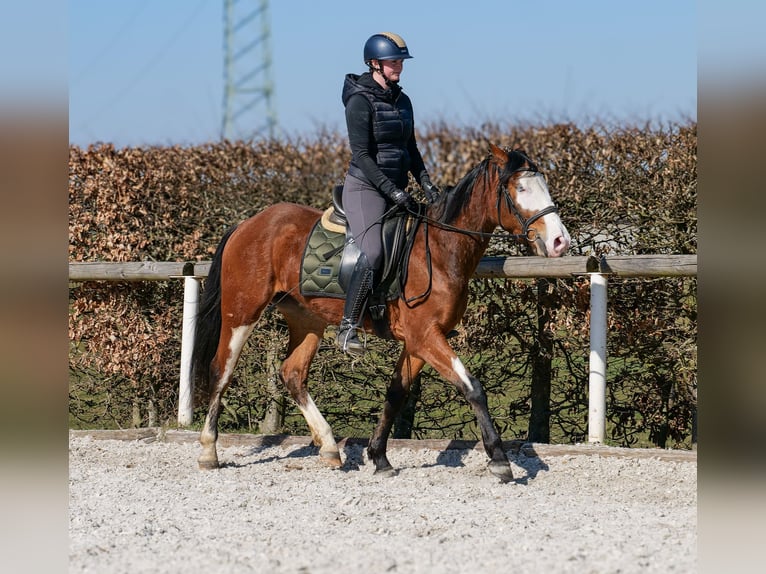 Paint Horse Mix Merrie 4 Jaar 145 cm Gevlekt-paard in Neustadt (Wied)