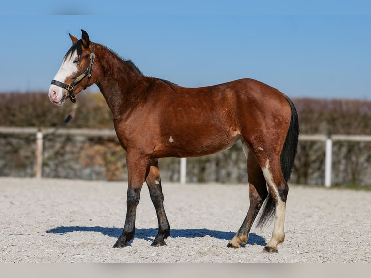 Paint Horse Mix Merrie 4 Jaar 145 cm Gevlekt-paard in Neustadt (Wied)