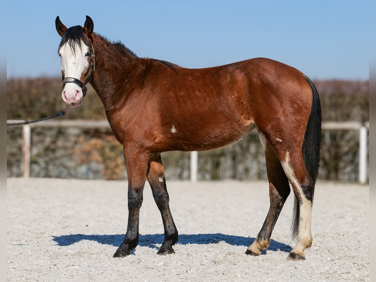 Paint Horse Mix Merrie 4 Jaar 145 cm Gevlekt-paard in Neustadt (Wied)