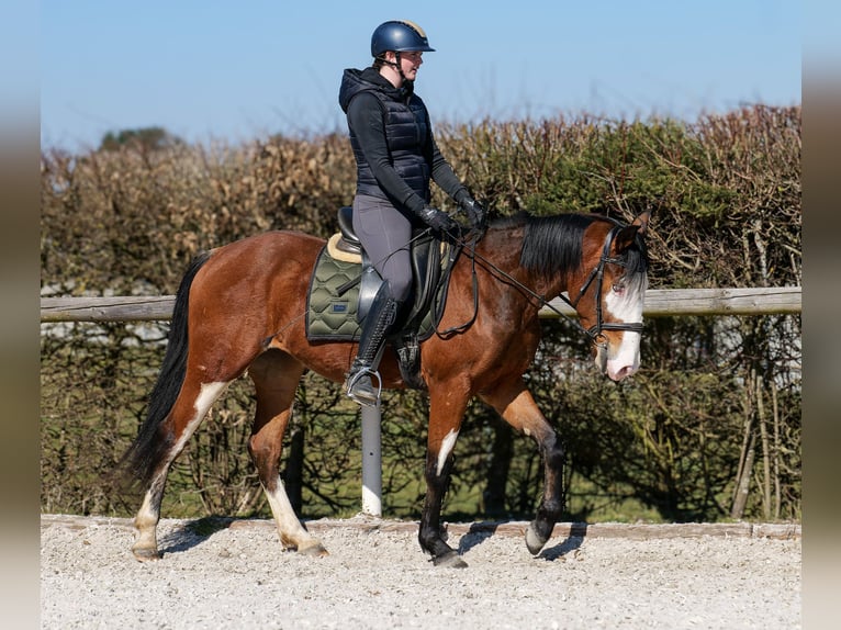 Paint Horse Mix Merrie 4 Jaar 145 cm Gevlekt-paard in Neustadt (Wied)