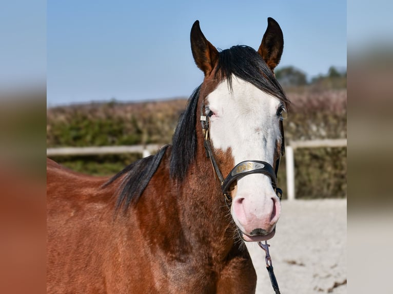 Paint Horse Mix Merrie 4 Jaar 145 cm Gevlekt-paard in Neustadt (Wied)