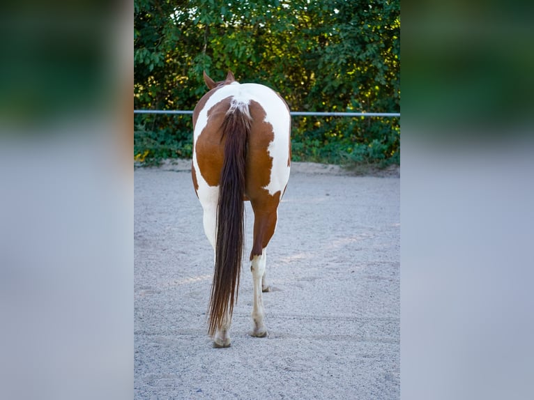 Paint Horse Merrie 4 Jaar 146 cm Tobiano-alle-kleuren in Wallerfangen