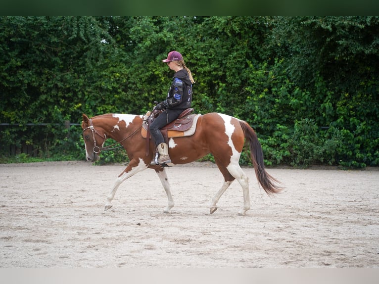 Paint Horse Merrie 4 Jaar 146 cm Tobiano-alle-kleuren in Wallerfangen