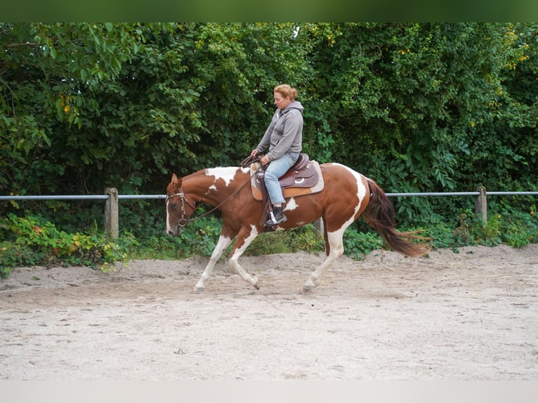 Paint Horse Merrie 4 Jaar 146 cm Tobiano-alle-kleuren in Wallerfangen