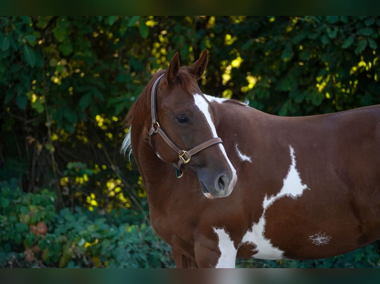 Paint Horse Merrie 4 Jaar 146 cm Tobiano-alle-kleuren in Wallerfangen