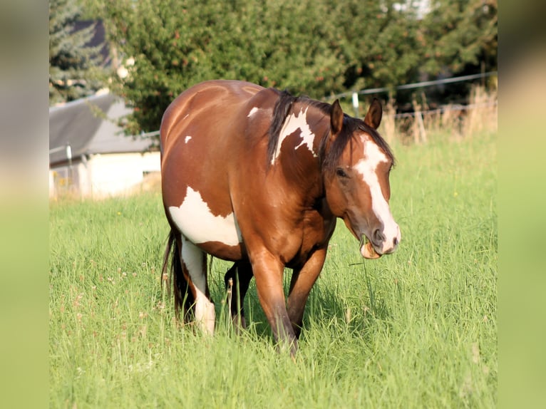 Paint Horse Merrie 4 Jaar 148 cm Overo-alle-kleuren in Bautzen
