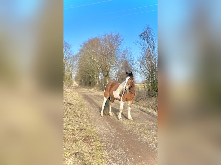 Paint Horse Mix Merrie 4 Jaar 149 cm Gevlekt-paard in Ulrichstein