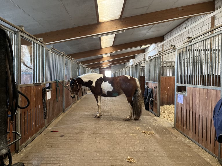 Paint Horse Mix Merrie 4 Jaar 149 cm Gevlekt-paard in Ulrichstein