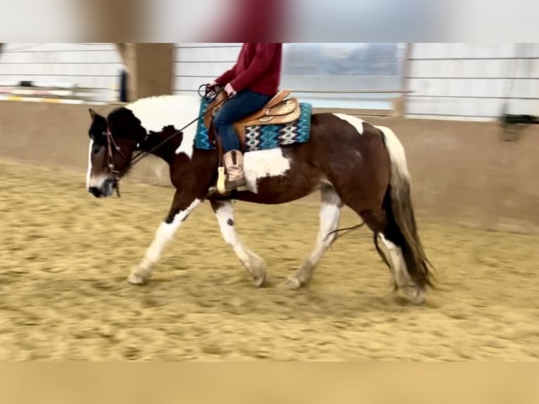 Paint Horse Mix Merrie 4 Jaar 149 cm Gevlekt-paard in Ulrichstein