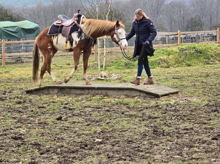 Paint Horse Mix Merrie 4 Jaar 150 cm Gevlekt-paard in Linkenbach