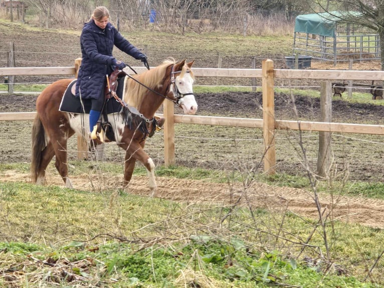 Paint Horse Mix Merrie 4 Jaar 150 cm Gevlekt-paard in Linkenbach