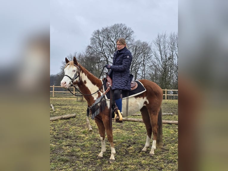 Paint Horse Mix Merrie 4 Jaar 150 cm Gevlekt-paard in Linkenbach